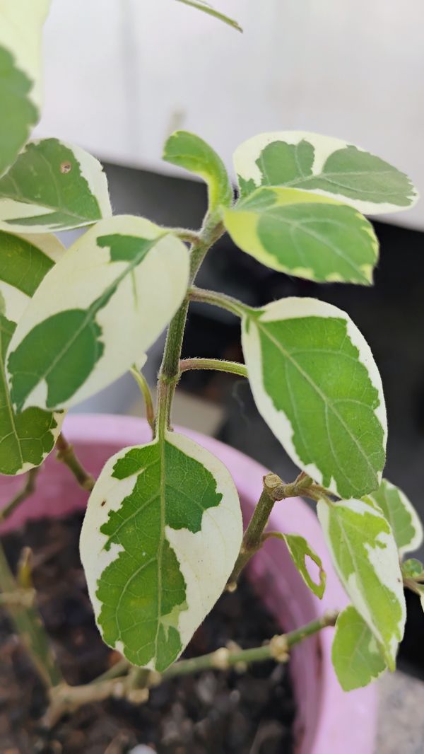 Identificação da planta Rabo-de-gato por foto