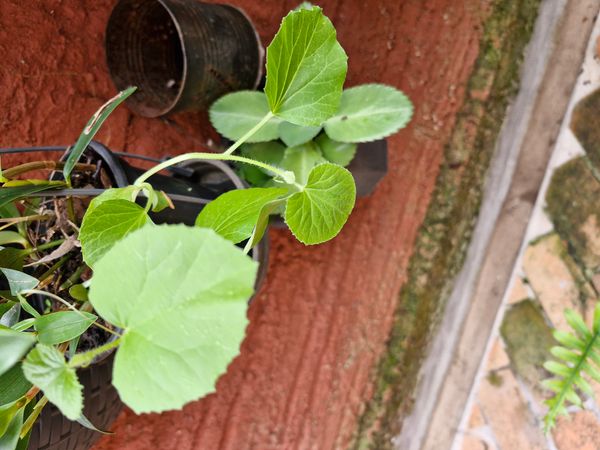 Identificação da planta Melão por foto