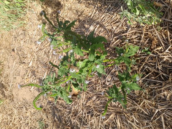 Identificação da planta Aguará por foto