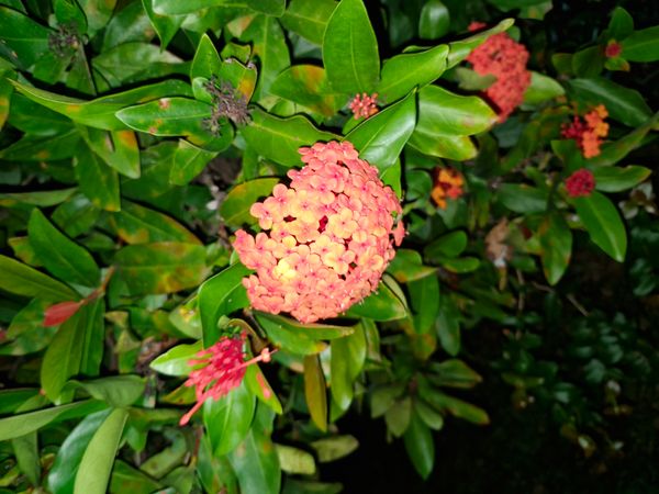 Identificação da planta Ixora por foto
