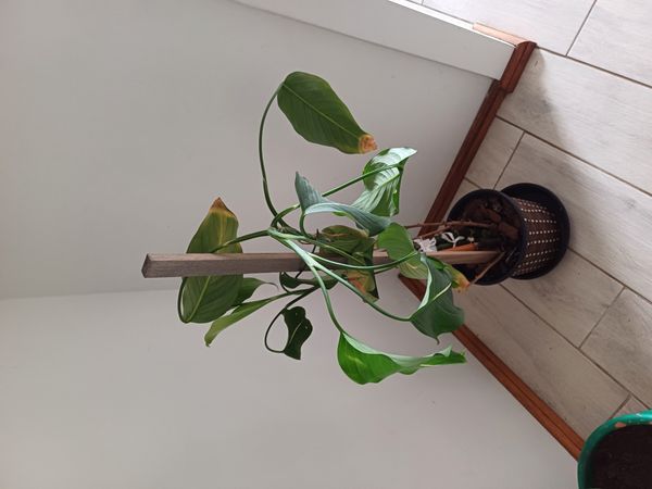 Identificação da planta Comigo ninguém pode por foto