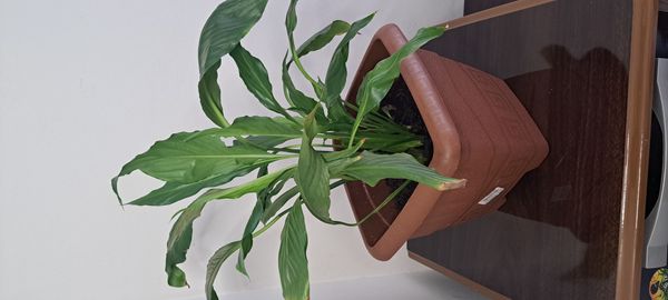 Identificação da planta Como cuida do lirio por foto