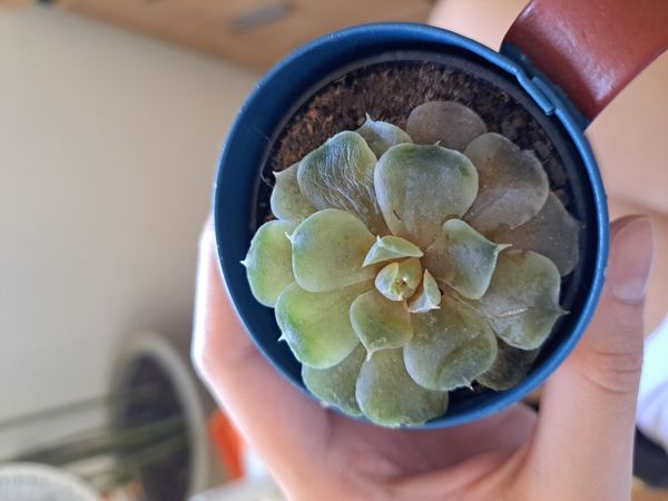 Identificação da planta Rosa-de-pedra por foto