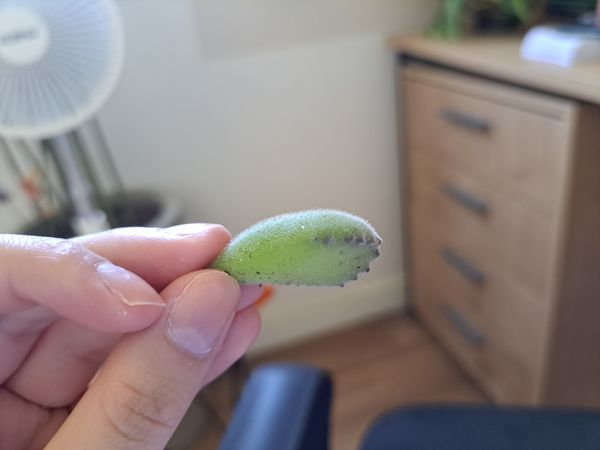 Identificação da planta Pata de urso por foto
