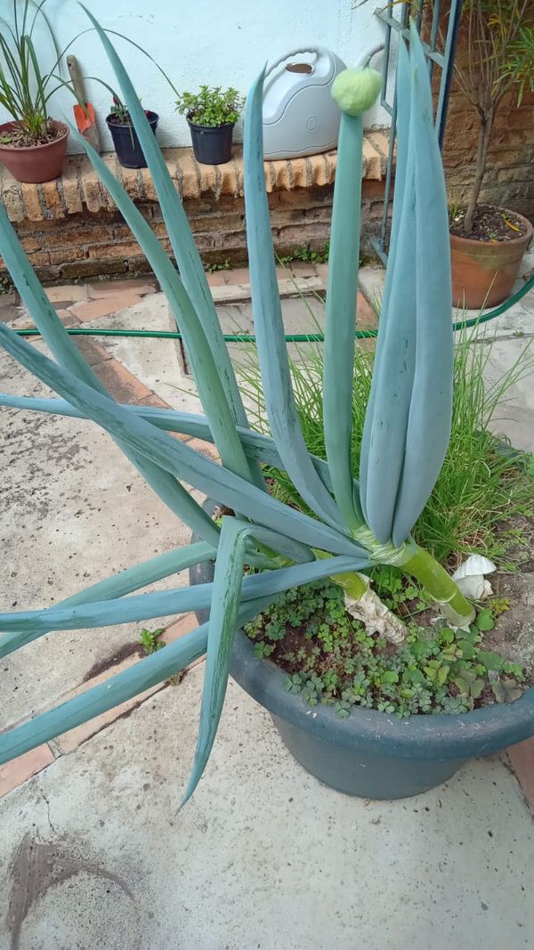 Identificação da planta Cebola por foto