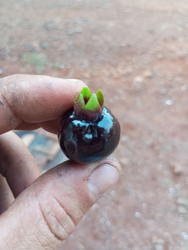 Identificação da planta Cereja-do-rio-grande por foto