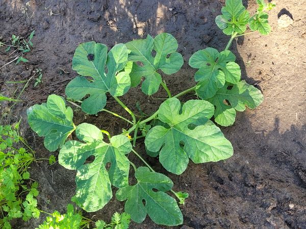 Identificação da planta Maxixe por foto