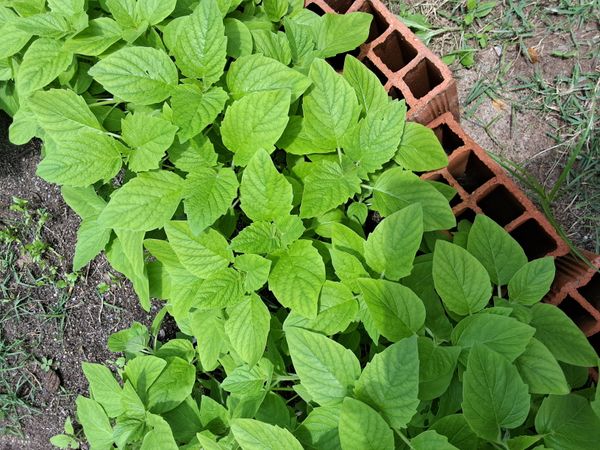 Identificação da planta Gergelim por foto
