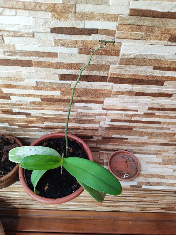 Identificação da planta Orquídea-Phalaenopsis por foto