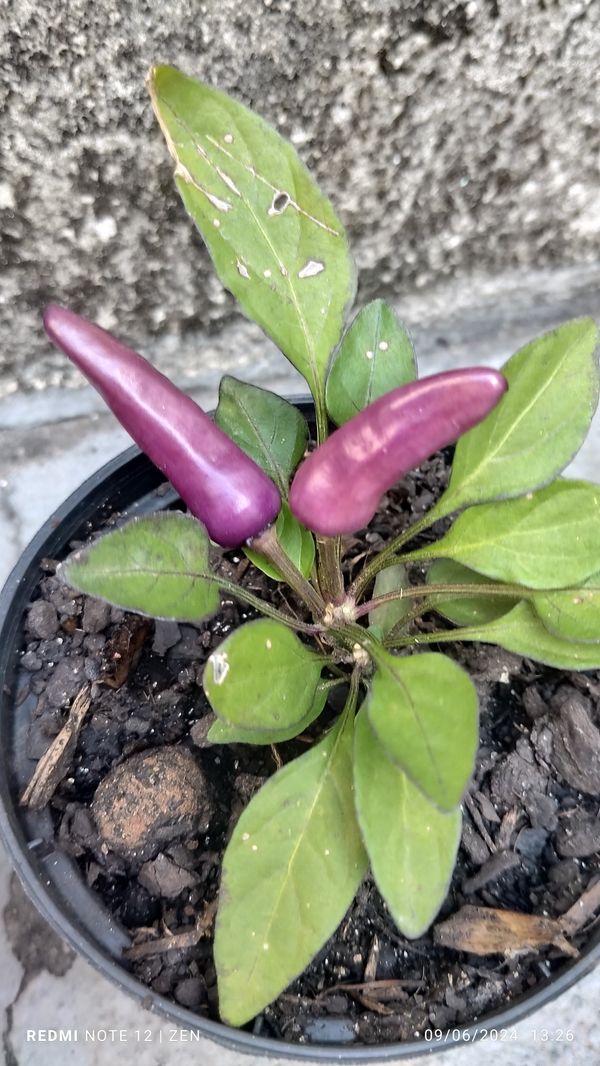 Identificação da planta Pimenta-de-cheiro por foto