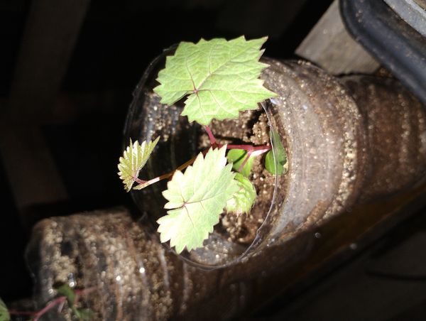 Identificação da planta Uva por foto
