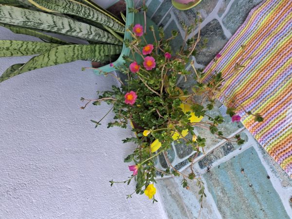 Identificação da planta Onze Horas por foto
