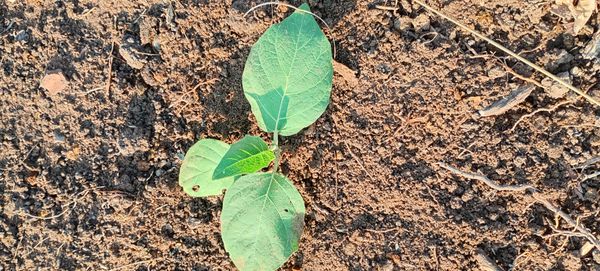 Identificação da planta Trombeta branca por foto