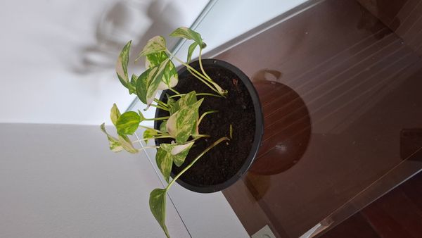 Identificação da planta Jiboia por foto