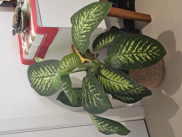 Identificação da planta Comigo-ninguém-pode por foto