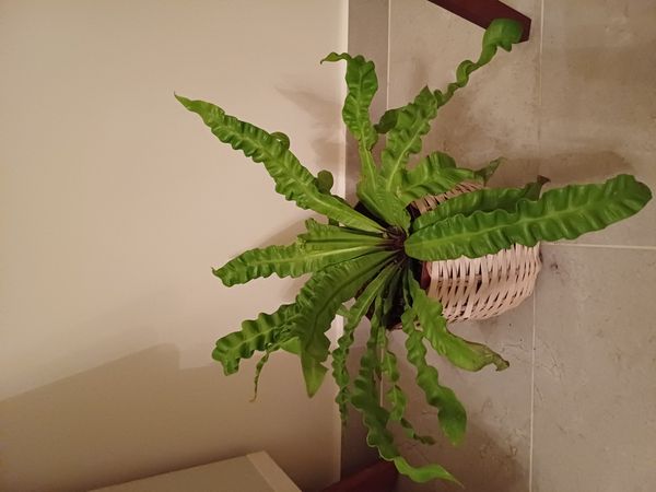 Identificação da planta Samambaia-americana por foto