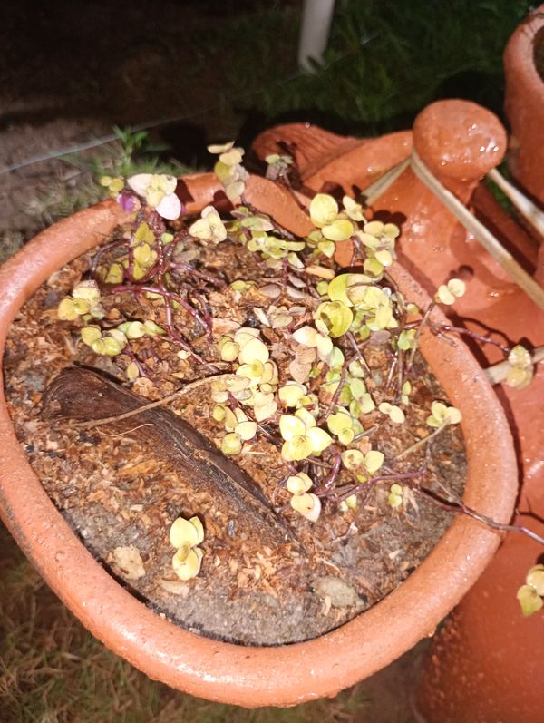Identificação da planta Tradescantia-nanica por foto