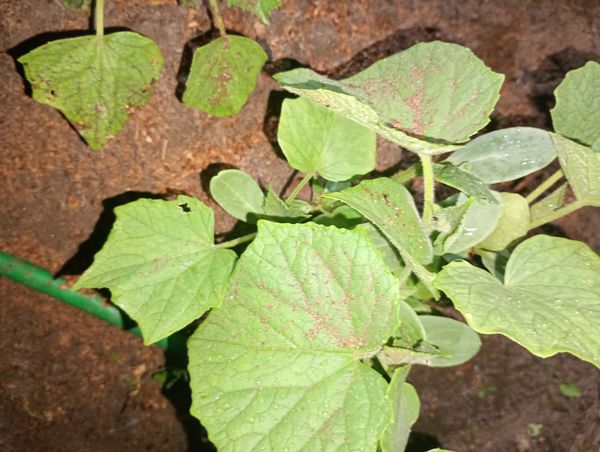 Identificação da planta Pepino por foto