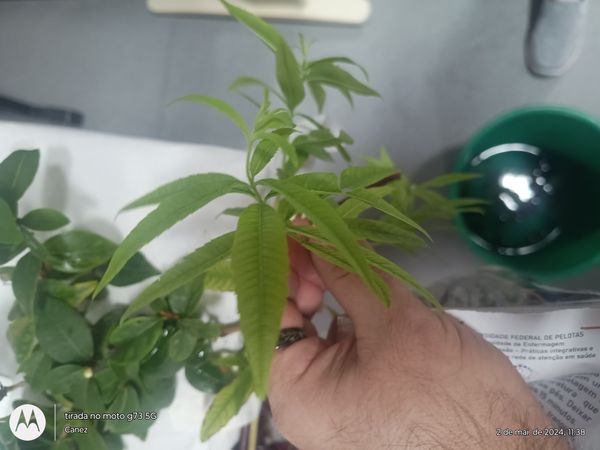 Identificação da planta Lúcia-lima por foto