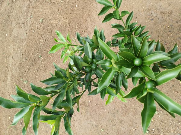 Identificação da planta Kinkan por foto