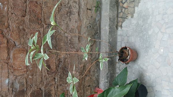 Identificação da planta Crota por foto