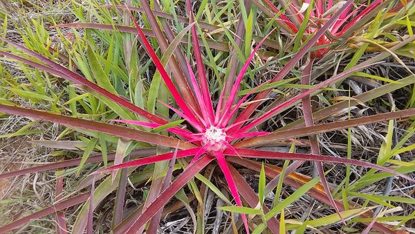 Identificação da planta Gravatá por foto