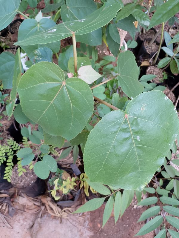 Identificação da planta Paineira por foto
