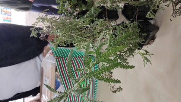Identificação da planta Lavanda por foto