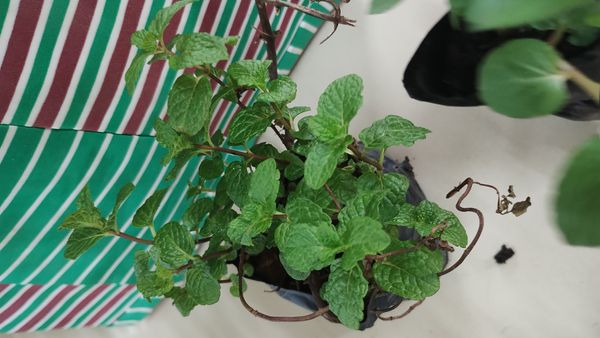 Identificação da planta Hortelã por foto