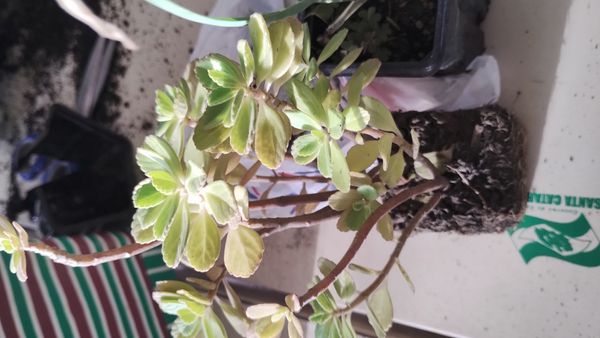 Identificação da planta Boldo chinês por foto