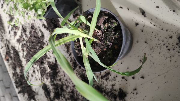 Identificação da planta Capim-limão por foto