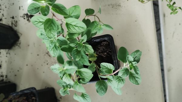 Identificação da planta Manjerona por foto