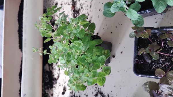 Identificação da planta Manjerona por foto