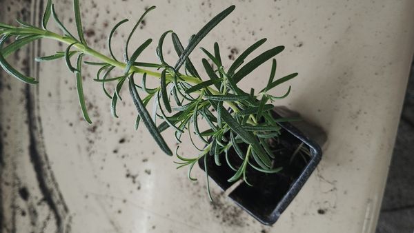 Identificação da planta Alecrim por foto