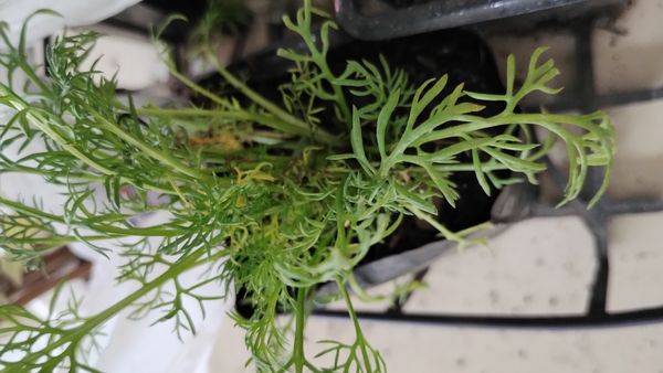 Identificação da planta Camomila por foto