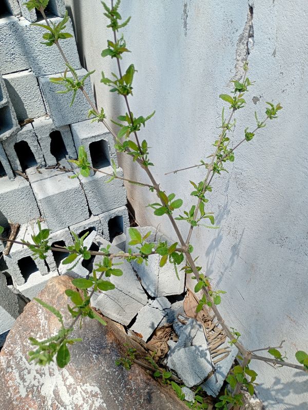 Identificação da planta Mastruz por foto