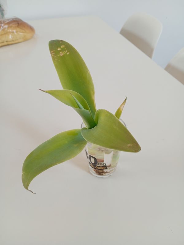 Identificação da planta Agave-dragão por foto