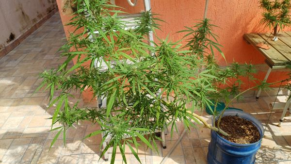 Identificação da planta Maconha por foto