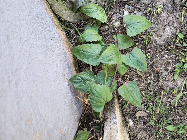 Identificação da planta Serrapilheira por foto