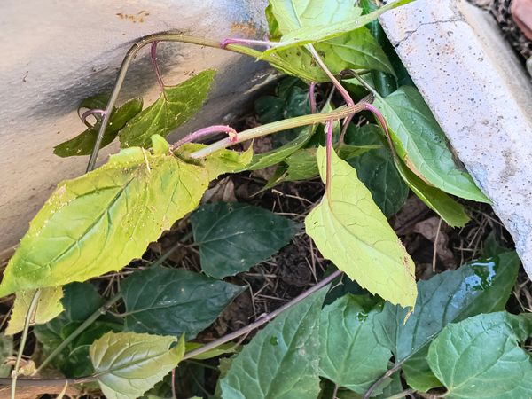 Identificação da planta Margaridão-mexicano por foto
