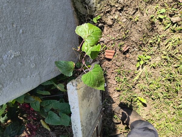 Identificação da planta Clerodendro por foto
