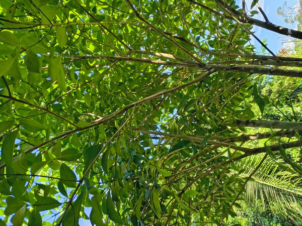 Identificação da planta Citharexylum mirianthum por foto