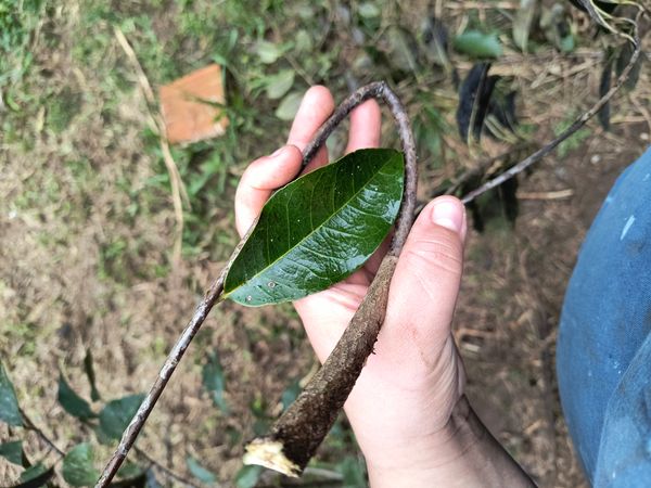 Identificação da planta Cuité-bravo por foto
