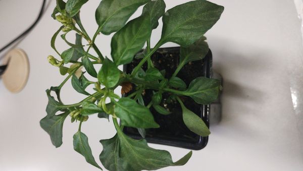 Identificação da planta Pimenta por foto