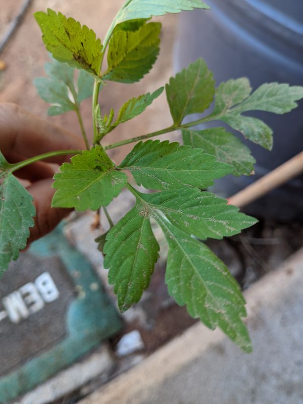 Identificação da planta Picão-preto por foto