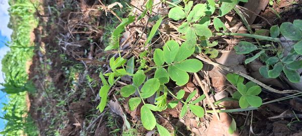 Identificação da planta Fedegoso por foto