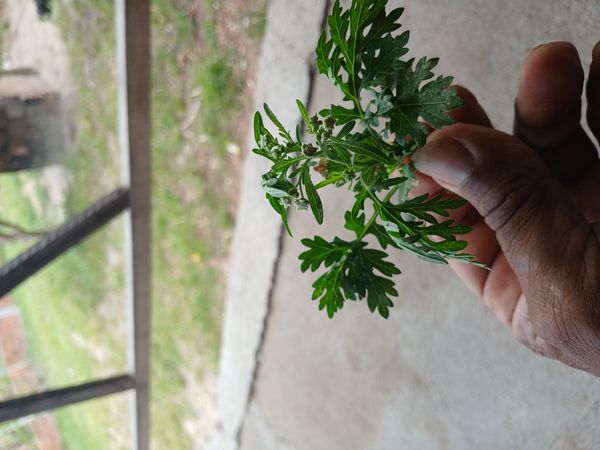 Identificação da planta Ambrósia por foto