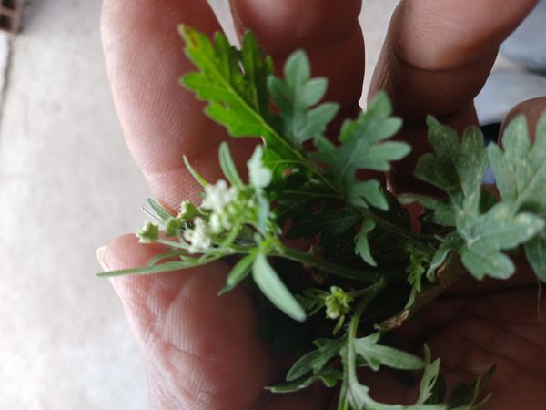 Identificação da planta Ambrósia por foto