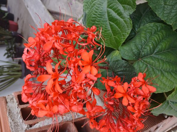 Identificação da planta Glória-da-manhã por foto