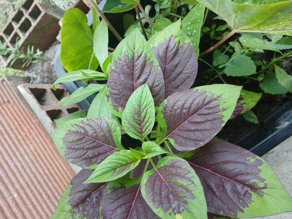 Identificação da planta Bredo por foto